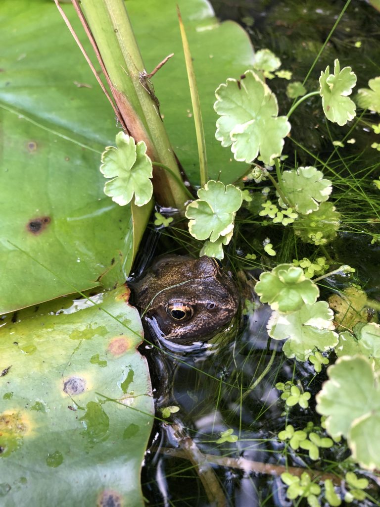 Kikker in de vijver