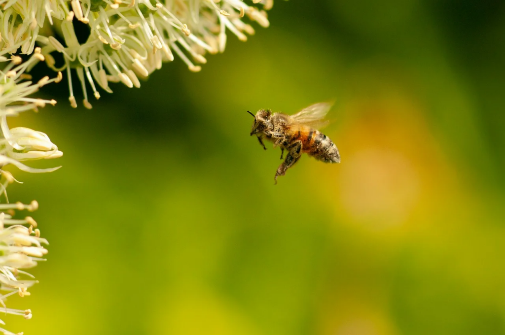 Het insectenhotel opgehangen in de tuin